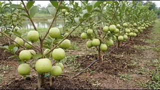 Thumbnail: 🍐Fastest Way to Multiply Guava Trees - Coconut Husk Air Layering🌱