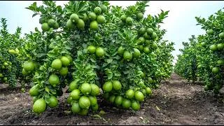 Thumbnail: 🍋Get Lemons in 1 Year! Professional Air Layering Method for Beginners!🌱