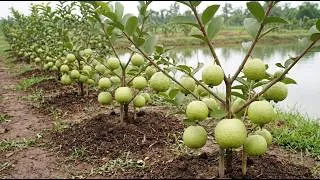 Thumbnail: 🍐NEVER FAIL! This root trick works on any plant — roots explode in weeks🌱