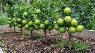 Thumbnail: 🍋Exceptional Way to Grow Lemon Trees - 100% Success Air Layering for Beginners!🌱