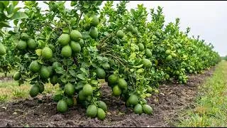 Thumbnail: Secret Banana Stem Trick for Lime Tree Air Layering
