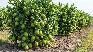 Thumbnail: 🍋Unique Method to Grow Lemon Trees - 100% Success Air Layering for Beginners!🌱