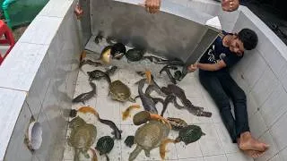 Thumbnail: What's WRONG with Fish & Tortoise!