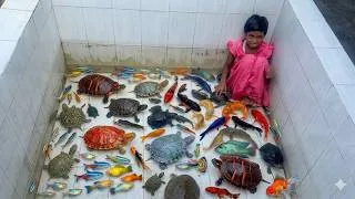 Thumbnail: CRAZY Kids Catching Colourful Fish, Snake, Tortoise, Koi Koi Carp & So On! Enjoy Relaxing Aquarium