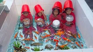Thumbnail: Girls Catching Various Fish, Turtle & Tortoise in Fish Tank Aquarium