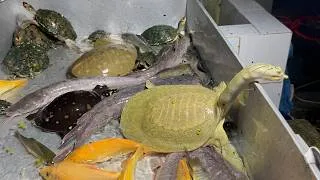 Thumbnail: Nocturnal Kids Washing Their Aquarium After Catching Fish & Turtle