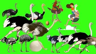 Thumbnail: animal stampede - 10 | ostrich stampede green screen | ostrich run | struthionidae version