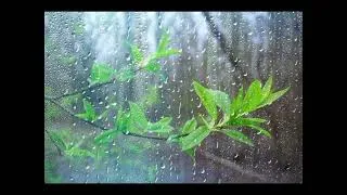 Thumbnail: Actual Rain Sounds (No chicken frying)