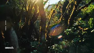 Thumbnail: Simbasol - Open Arms (Rise Mix)