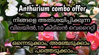 Thumbnail: Anthurium combo offer/sale plants/gardening/Anthurium plant care