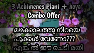 Thumbnail: combo offer 3 achimenes plus hoya plant /sale video/achimese plant care /chedikal
