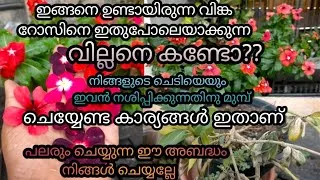 Thumbnail: മഴക്കാലത്തു വിങ്കയുടെ ശത്രു ഇവനാണ് ./hanging vinca rose/vinca plant care/gardening/garden tour