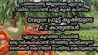 Thumbnail: ഡ്രാഗൺ ഫ്രൂട്ട് ഒരു വർഷംകൊണ്ട് കായ്ക്കാൻ / how to grow dragon fruit /gardening/plants /fruits plant