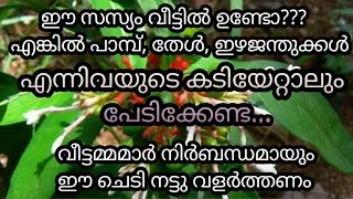 Thumbnail: എല്ലാവരുടെയും വീട്ടിൽ ഉണ്ടായിരിക്കേണ്ട അത്ഭുതചെടി ഇതാണ് /gardening /medicinal plant/garden setting