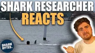 Thumbnail: Shark Scientist Reacts to INSANE Shark Attack Videos!