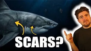 Thumbnail: Something Massive Attacked This Great White Shark