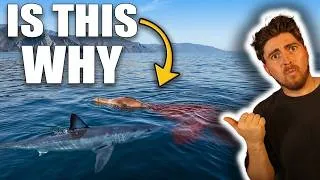Thumbnail: Something On This Coast Is Turning Mako Sharks Into GIANTS