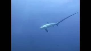 Thumbnail: Shark Attack Stats - The Unidentified