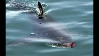 Thumbnail: Shark Attacks Husband and Wife Near Shore
