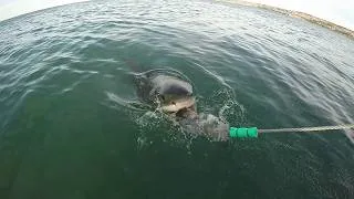 Thumbnail: Body Boarder Bitten Multiple Times By Great White Shark