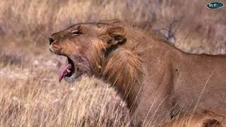 Thumbnail: Tanzania Safari Adventure | Tarangire, Ngorongoro & Lake Manyara