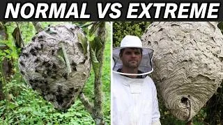 Thumbnail: Top 5 Most Extreme Bald-Faced Hornet Nest Removals.