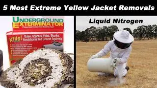 Thumbnail: Top 5 Most Extreme Yellowjacket Removals - Liquid Nitrogen, Ozone Gas, Gopher Smoke and More...