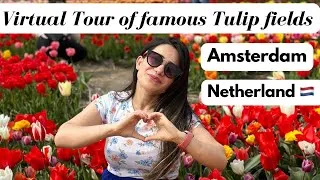 Thumbnail: Virtual Tour of famous Tulip fields in Amsterdam Netherland / Tulip Experience Amsterdam