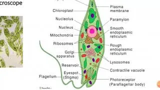Thumbnail: MIXOTROPHIC NUTRITION ( explained briefly )| SHEEFA's CHARMS