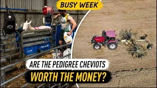 Thumbnail: Busy week. A lot of money spent. Was it worth it? #farm #farming #ireland #irish #tepari #dogs #uj