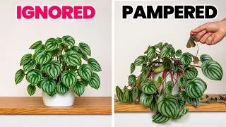 Thumbnail: Why Your Plants Thrive When You Totally Ignore Them