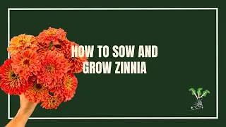 Thumbnail: How To Sow And Grow Zinnias