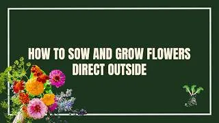 Thumbnail: How To Direct Sow Flower Seed Outside Where They Are To Grow