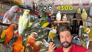 Thumbnail: Sunday Bird Market Price Update! 😲 | Ringneck, Conure, Cockatiel & Finches Rates 2026