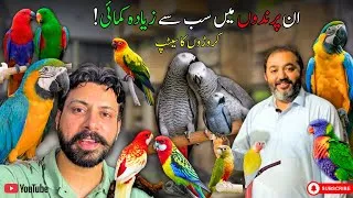 Thumbnail: Blue & Gold Macaw, Grey Parrots, Electus & Monk Parakeets😍|| Profitable Exotic Birds Business Idea ✅