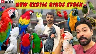 Thumbnail: New Cockatoo Stock In Lahore! 💸 || Moluccan Cockatoo, Medium Sulphur & Macaws 😍
