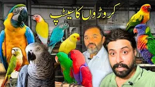 Thumbnail: Blue & Gold Macaw, Grey Parrot & Suncheek Price update😇 || Ifran Bhai Ka Croron ka setup 😳