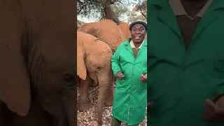 Thumbnail: LIVE: Wake Up With Our Nursery Herd on World Elephant Day | Sheldrick Wildlife Trust
