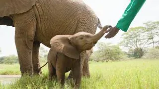 Thumbnail: Extraordinary Stories, One Orphaned Elephant at a Time | Sheldrick Wildlife Trust