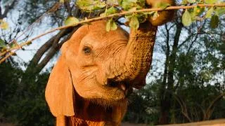 Thumbnail: Introducing Bungalu, An Orphaned Elephant Who Survived an Odyssey | Sheldrick Wildlife Trust