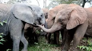 Thumbnail: Kamili Returns to the Nursery | Sheldrick Wildlife Trust