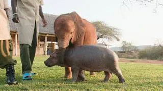 Thumbnail: Unlikely Besties: Bumpy the Hippo and Wangalla the Elephant | Sheldrick Wildlife Trust