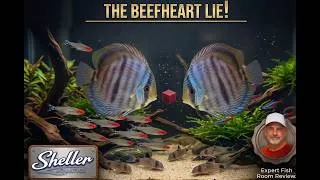 Thumbnail: Feeding Beefheart to Discus Fish: 4-Year Experiment Results