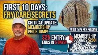 Thumbnail: The First 10 Days of Discus Fry + Major Fish Room Changes (Urgent Update)