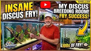 Thumbnail: Breeding Discus For Profit | Fish Room Tour & Major Changes