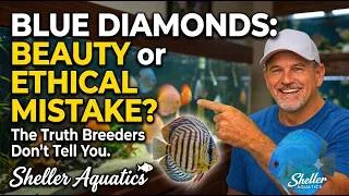 Thumbnail: Wild vs. Domestic Discus: The Genetic Compromise No One Talks About - The Blue Diamond