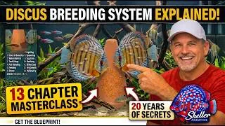 Thumbnail: How to Breed Discus Fish (The Complete Step-by-Step Guide)