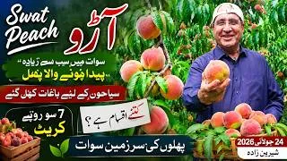 Thumbnail: Swat Peach Harvest Orchards & Travel Guide| سوات کے مشہور آڑو، باغات سیاحوں کے لیے کھل گئے |