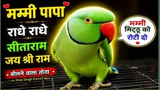 Thumbnail: Parrot talking mummy papa | Parrot talking radhe radhe | parrot talking sita ram | jai shree ram |💝