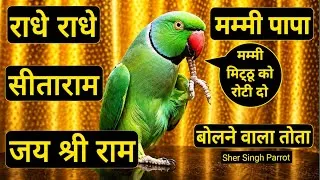 Thumbnail: Parrot talking radhe radhe | parrot talking sita ram | parrot talking jai shree ram | mummy papa |💝🦜
